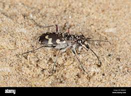 Attēlu rezultāti vaicājumam “Cicindela maritima”