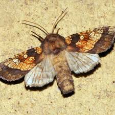 Attēlu rezultāti vaicājumam “Gortyna flavago”