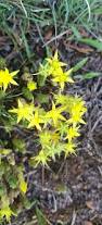 Attēlu rezultāti vaicājumam “Sedum acre flower”