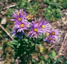Image result for Aster amellus