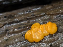 Attēlu rezultāti vaicājumam “Miladina lecithina”