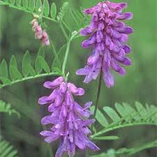 Attēlu rezultāti vaicājumam “Vicia cracca”