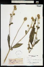 Image result for Dipsacus pilosus