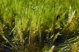 Attēlu rezultāti vaicājumam “Straminergon stramineum”