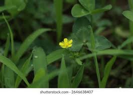 Attēlu rezultāti vaicājumam “Potentilla supina leaf”
