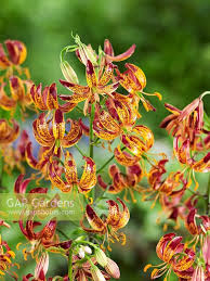 Image result for Lilium martagon `Arabian Night`