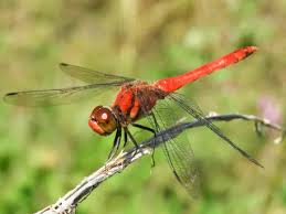 Attēlu rezultāti vaicājumam “Sympetrum”