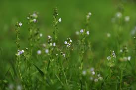 Attēlu rezultāti vaicājumam “Veronica serpyllifolia leaf”