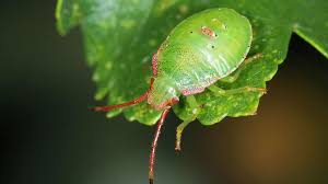 Attēlu rezultāti vaicājumam “Acanthosoma haemorrhoidale”