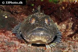 Image result for Myoxocephalus scorpioides