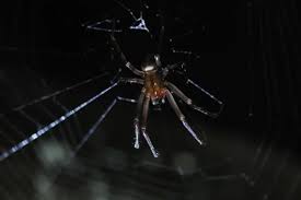 Attēlu rezultāti vaicājumam “Metellina merianae”