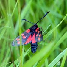 Attēlu rezultāti vaicājumam “Zygaena filipendulae”