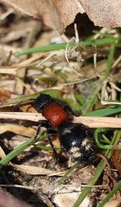 Attēlu rezultāti vaicājumam “Mutilla europaea”