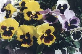 Image result for Viola x wittrockiana `Hiemalis`
