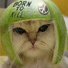 Image result for limecat