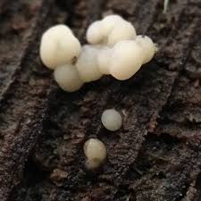 Attēlu rezultāti vaicājumam “Tremella encephala”