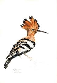 Image result for hoepoe