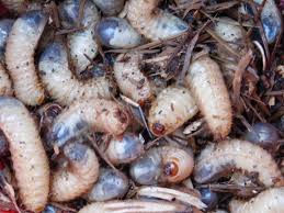 Attēlu rezultāti vaicājumam “Amphimallon solstitiale”