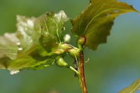 Attēlu rezultāti vaicājumam “Contarinia petioli”