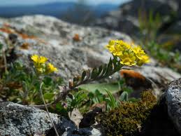 Image result for Alyssum diffusum