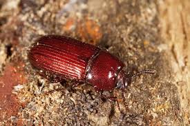 Attēlu rezultāti vaicājumam “Ostoma ferruginea”