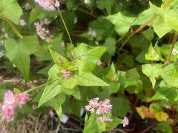 Attēlu rezultāti vaicājumam “Fagopyrum esculentum”