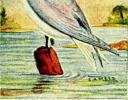 Image result for Sterna acuflavida