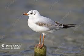 Attēlu rezultāti vaicājumam “Larus ridibundus”