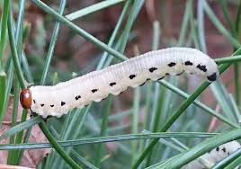 Attēlu rezultāti vaicājumam “Diprion pini female”