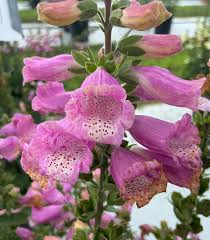 Image result for Digitalis purpurea