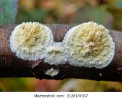 Attēlu rezultāti vaicājumam “Coniophora puteana”