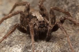 Attēlu rezultāti vaicājumam “Miturgidae”