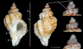 Attēlu rezultāti vaicājumam “Erinaceus sp.”