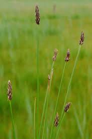 Attēlu rezultāti vaicājumam “Eleocharis uniglumis”