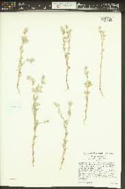 Attēlu rezultāti vaicājumam “Filago arvensis”