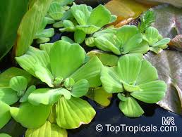 Attēlu rezultāti vaicājumam “Pistia stratiotes”