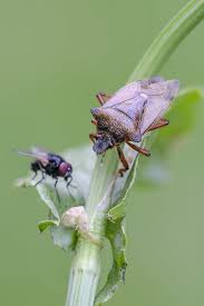 Attēlu rezultāti vaicājumam “Pinthaeus sanguinipes”