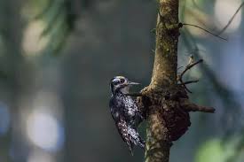 Attēlu rezultāti vaicājumam “Picoides tridactylus”