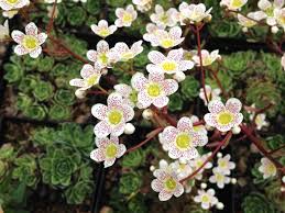 Attēlu rezultāti vaicājumam “Saxifraga cymbalaria fruit”