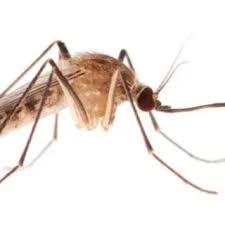 Attēlu rezultāti vaicājumam “Culex pipiens female”