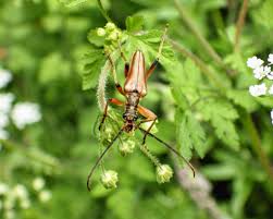 Attēlu rezultāti vaicājumam “Stenocorus meridianus”