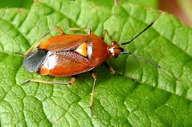 Attēlu rezultāti vaicājumam “Deraeocoris ruber”