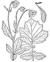 Attēlu rezultāti vaicājumam “Geum rivale leaf”