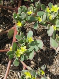 Attēlu rezultāti vaicājumam “Portulaca oleracea”