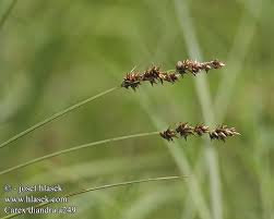 Attēlu rezultāti vaicājumam “Carex diandra”