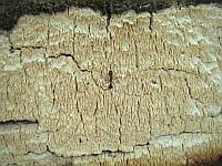 Attēlu rezultāti vaicājumam “Sidera lenis”