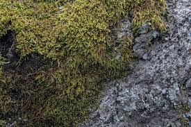 Attēlu rezultāti vaicājumam “Pterigynandrum filiforme”