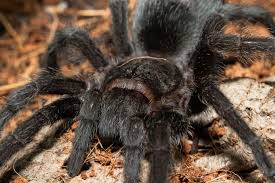 Attēlu rezultāti vaicājumam “Comatricha pulchella macro”