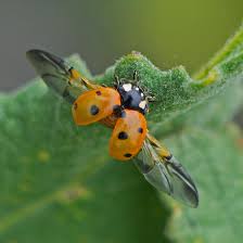 Attēlu rezultāti vaicājumam “Coccinella septempunctata”