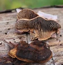 Attēlu rezultāti vaicājumam “Gloeophyllum abietinum”